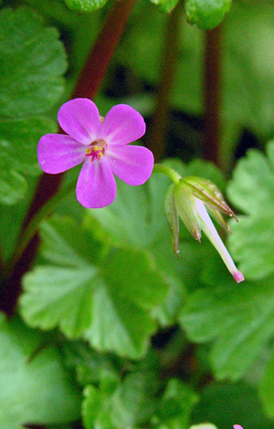 Geranium lucidum close