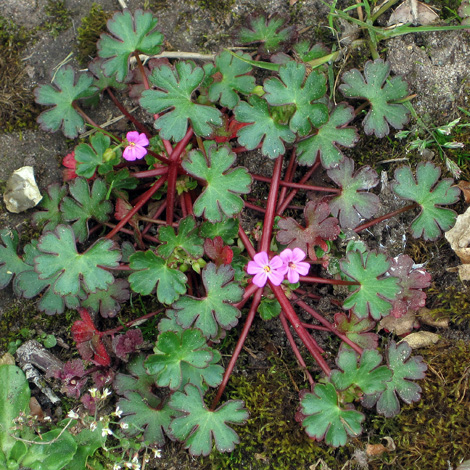 Geranium lucidum whole