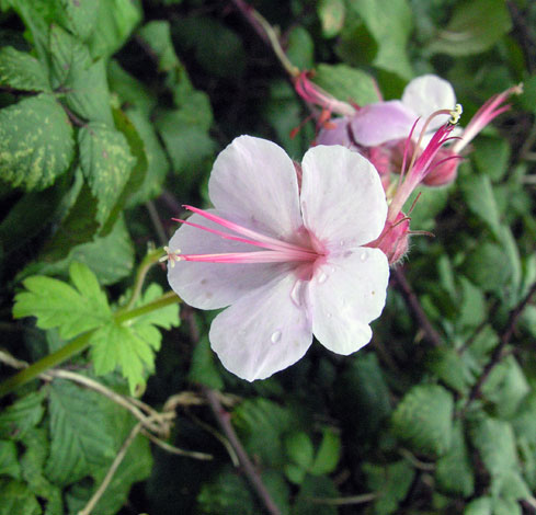 Geranium macrorrhizum