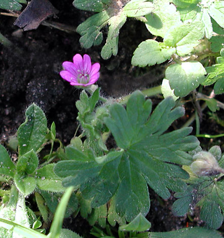 Geranium molle