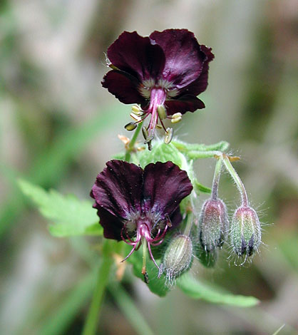 Geranium phaeum