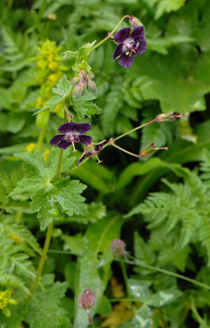 Geranium phaeum whole