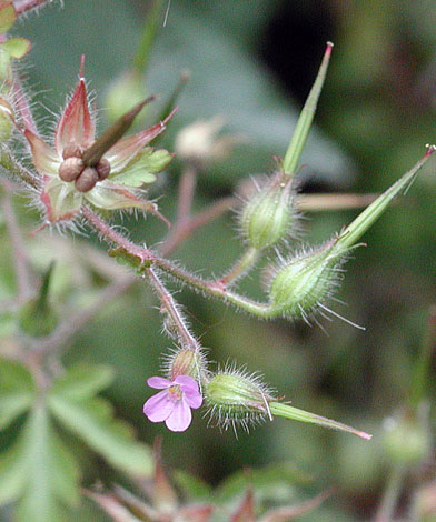 Geranium purpureum close