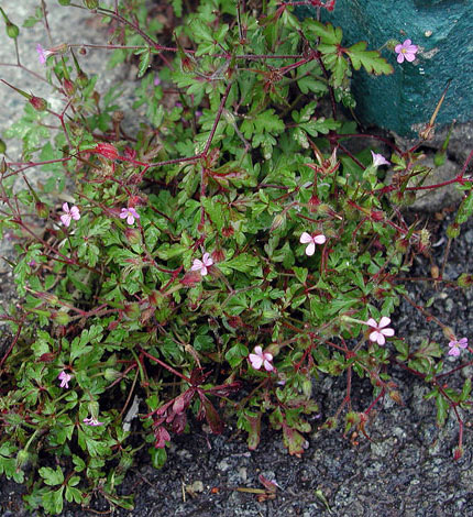 Geranium purpureum whole plant