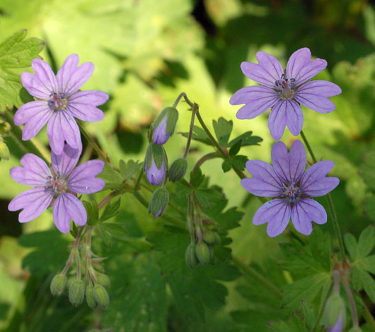 Geranium pyrenaicum flower