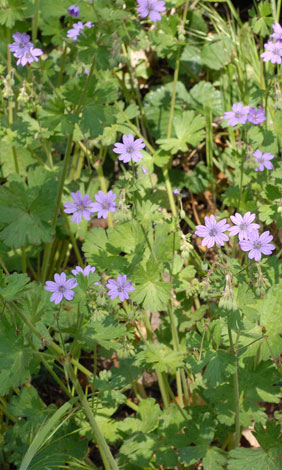 Geranium pyrenaicum whole