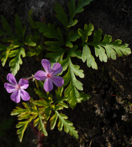 Geranium robertianum pink