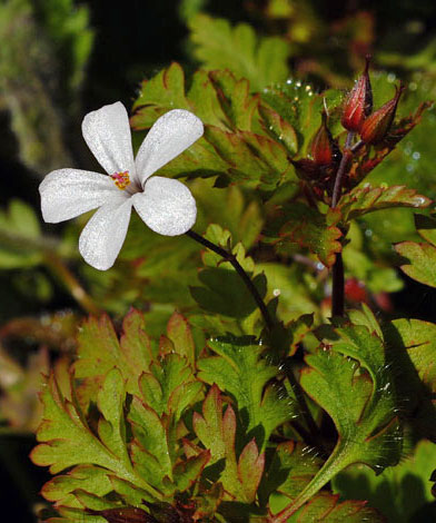 Geranium robertianum white