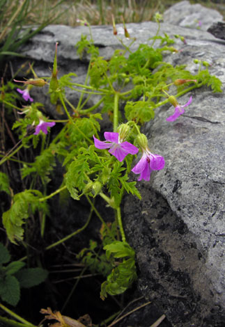 Geranium robertianum whole