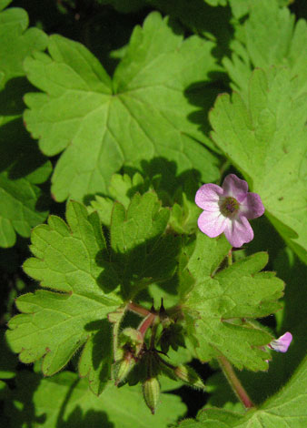 Geranium rotundifolium close