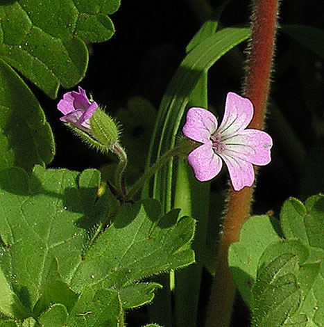 Geranium rotundifolium closer