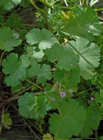 Geranium rotundifolium whole Spain