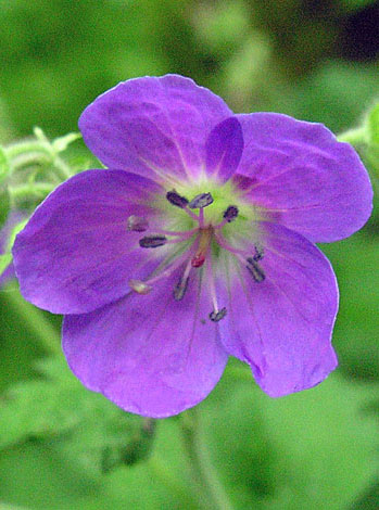 Geranium sylvaticum close