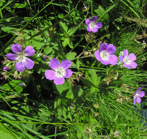 Geranium sylvaticum whole