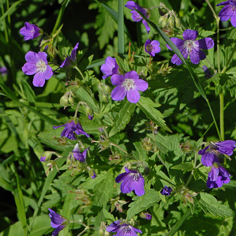 Geranium sylvaticum whole