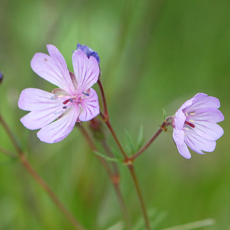 Geranium tuberousm close