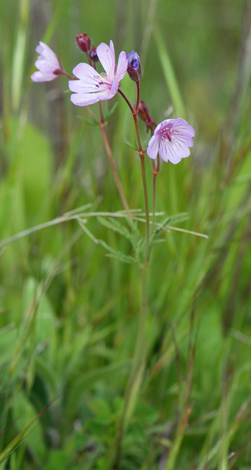 Geranium tuberousm whole