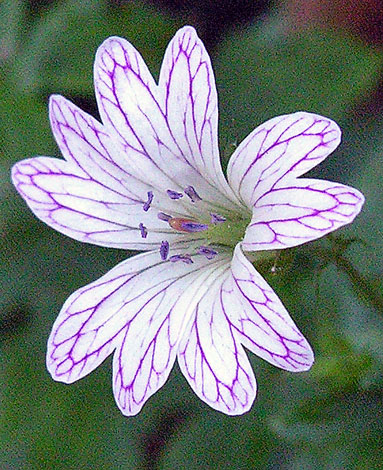 Geranium versicolor close