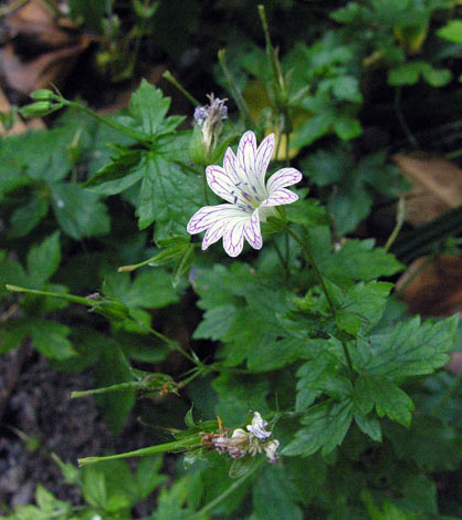 Geranium versicolor whole