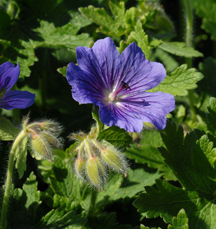 Geranium x magnificum