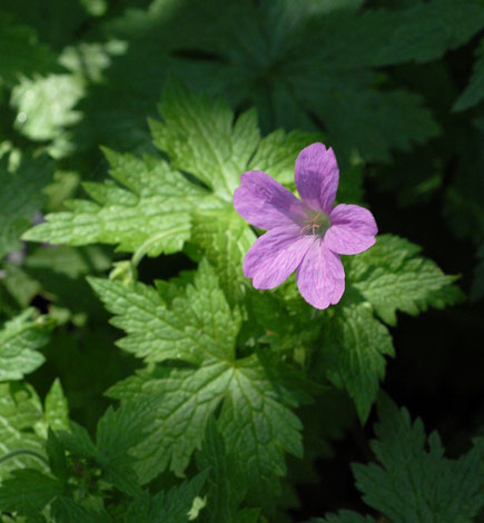 Geranium x oxonianum