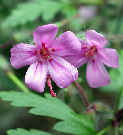 Geranium rubescens