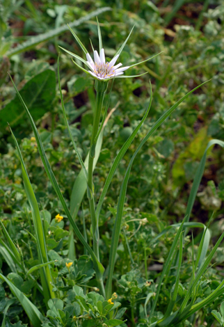 Geropogon glaber whole