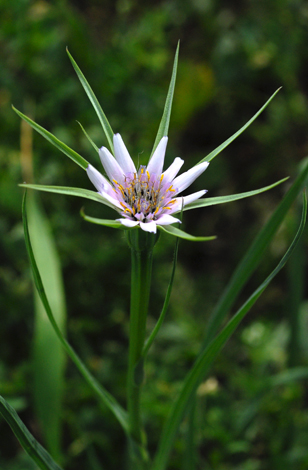 Geropogon glaber close