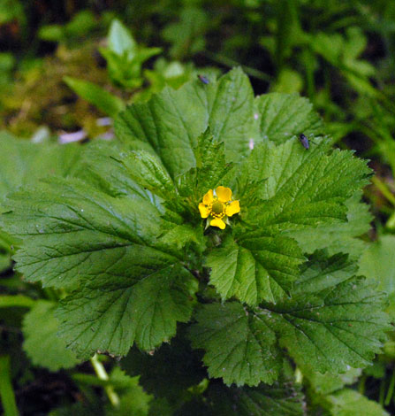 Geum macrophyllum whole