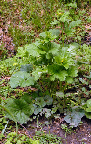 Geum macrophyllum