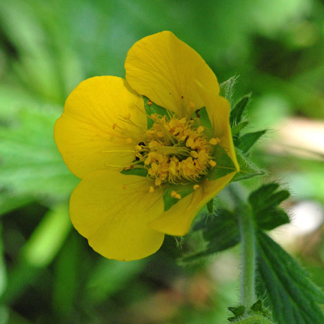 Geum montanum close