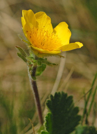 Geum pyrenaicum close