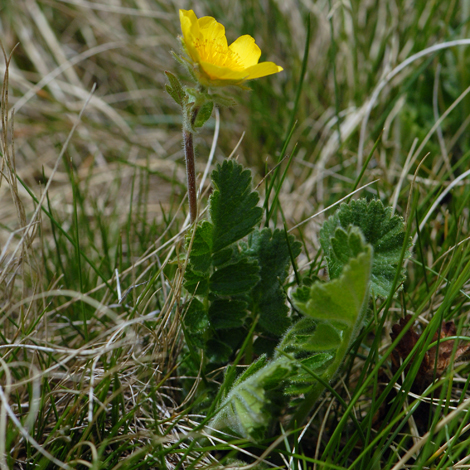 Geum pyrenaicum whole