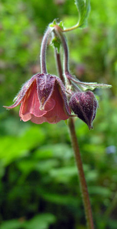 Geum rivale flower 2