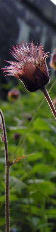Geum rivale fruiting