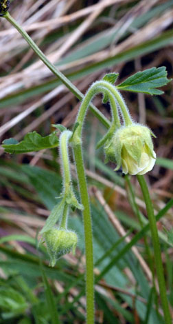 Geum rivale white flower