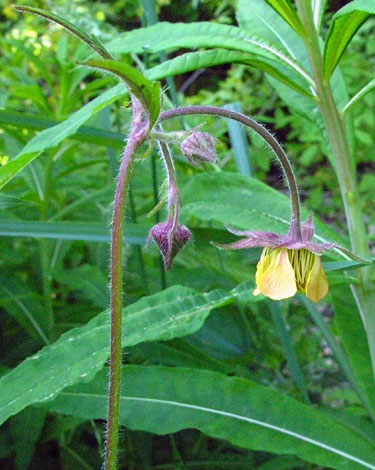 Geum x intermedium