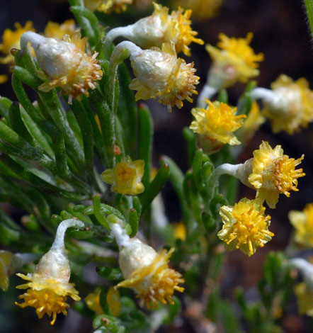 Gilberta tenuifolia close