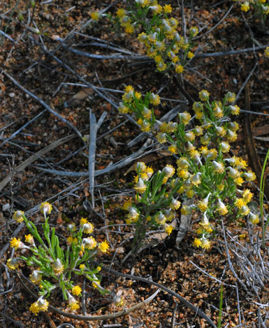 Gilberta tenuifolia whole