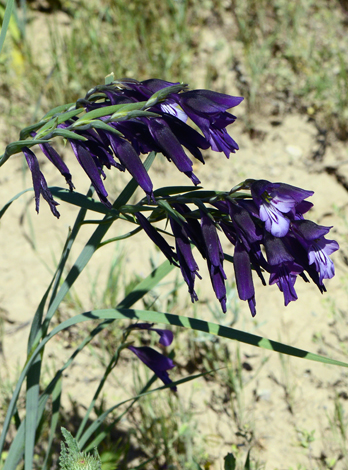 Gladiolus atroviolaceus close