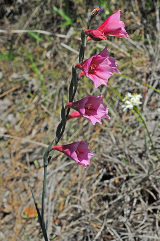 Gladiolus caryophyllaceus close