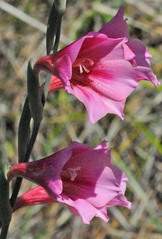 Gladiolus caryophyllaceus closer