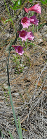 Gladiolus caryophyllaceus whole