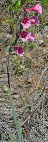Gladiolus caryophyllaceus whole