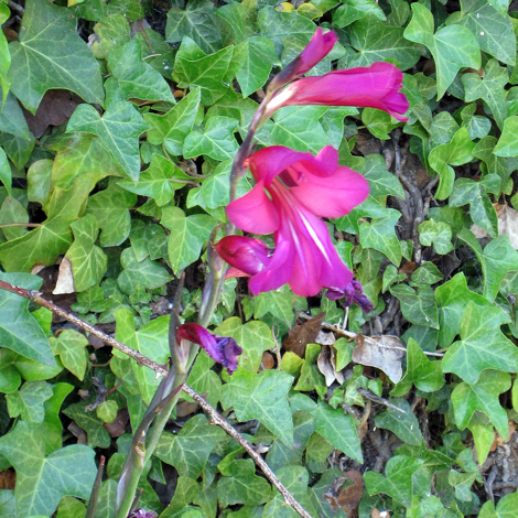 Gladiolus communis ssp byzantinus close