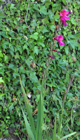 Gladiolus communis ssp byzantinus whole