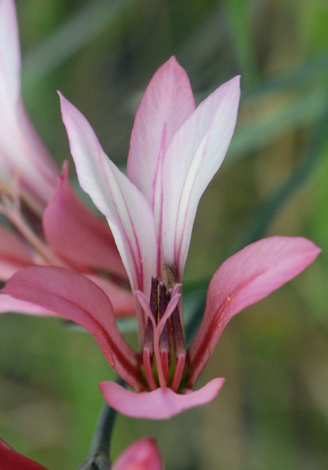 Gladiolus triphyllus close