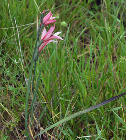 Gladiolus triphyllus whole