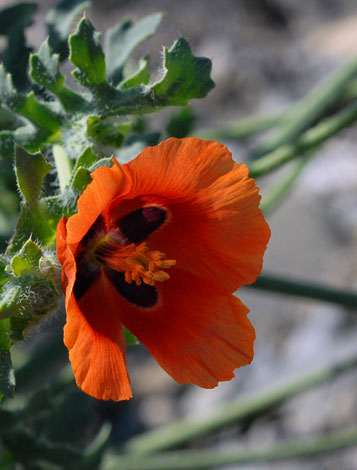 Glacium corniculatum close