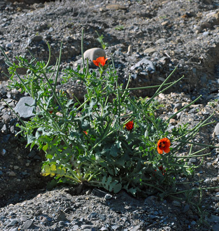 Glacium corniculatum whole